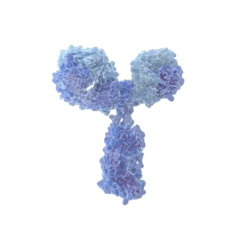 DNMT3A (Human) IP-WB Antibody Pair
